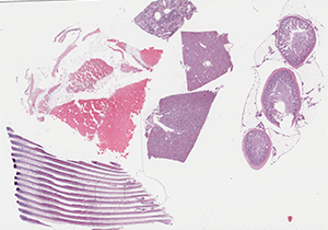 thumbnail for the slide 