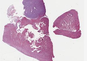 thumbnail for the slide P3 scan B