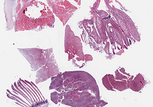 thumbnail for the slide P6