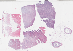 thumbnail for the slide P8 scan A