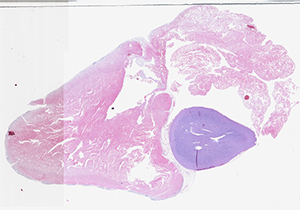 thumbnail for the slide P8 scan B