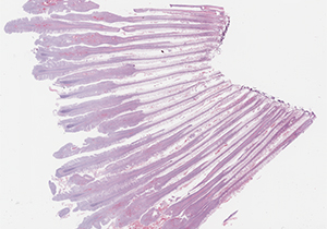 thumbnail for the slide P9